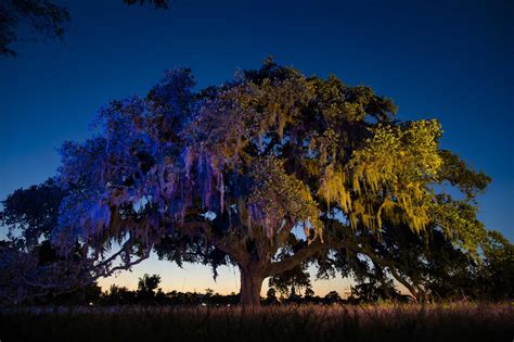 A living legend: Klein’s Kissing Tree the latest to earn historic designation