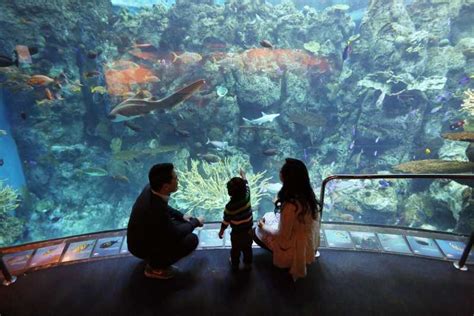 Los Angeles: Aquarium of the Pacific Skip-the-Line Tickets | GetYourGuide