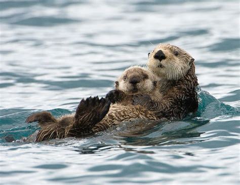 Sea Otter Mother and Baby. Photo taken in Price WIlliam Sound, Alaska ...