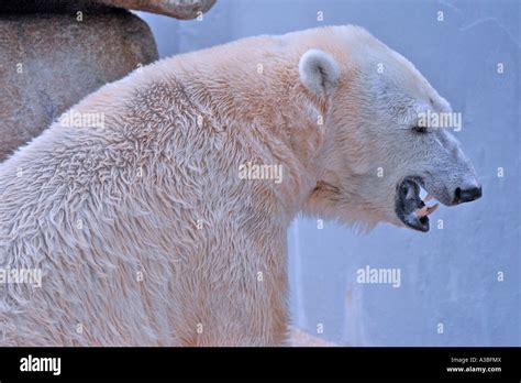 Polar Bear Showing Its Teeth Stock Photo - Alamy