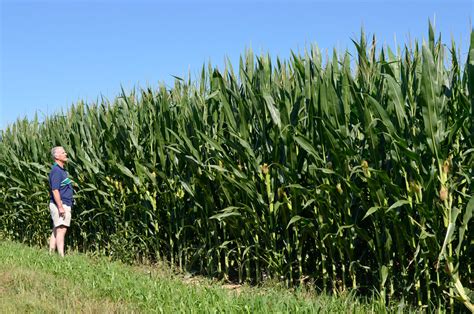 Midwest corn is growing, 'reaching clear up to the sky' - Positively Naperville