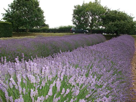 Lavender fields in Norfolk. | Lavender fields, Lovely lavender, Lavender