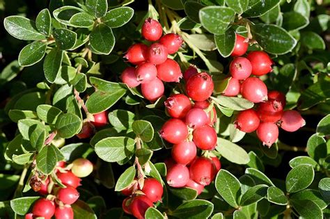 How to Grow Cranberries | Gardener’s Path