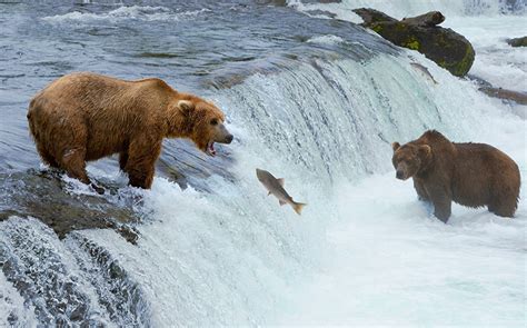 Fondos de Pantalla Osos Oso pardo Cascadas Peces Animalia descargar ...