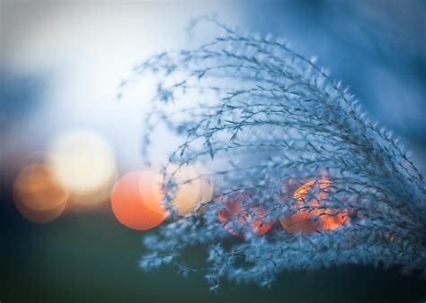 55 Exceptional Examples of Bokeh Photography - DesignM.ag