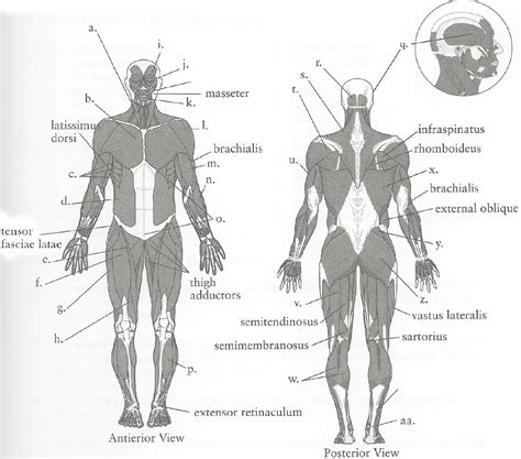 ImageQuiz: Human Anterior and Posterior Muscles