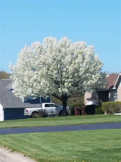 Ornamental Pear Fallout - Indiana Yard and Garden - Purdue Consumer HorticulturePurdue ...