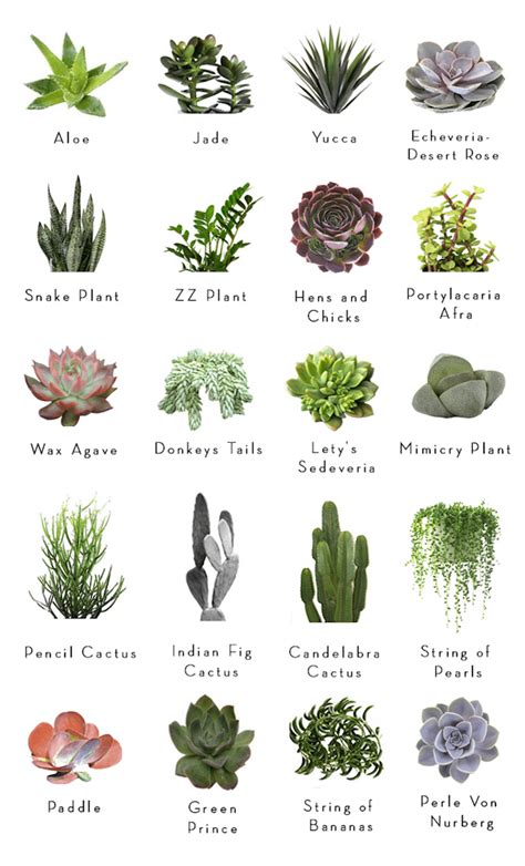 Types Of Succulents Chart