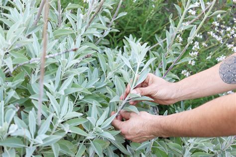 How To Harvest Garden Sage / How To Plant Grow And Harvest Sage The ...