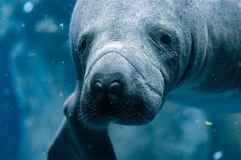 Guide to Viewing Florida Manatees in the Wild | Florida Fun Family - Family Adventures in Florida