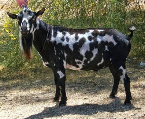 Nigerian Dwarf Goats (Information, Breeding And Sales) – Wealth Result