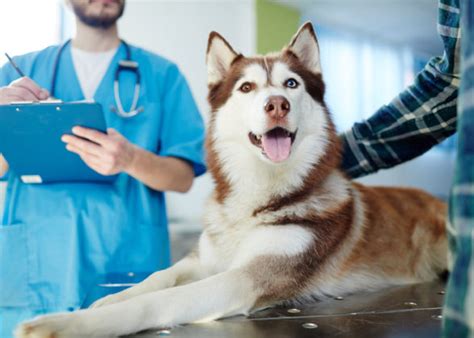 Board-Certified Veterinary Nutritionist – Top Dog Tips