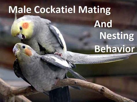 Male Cockatiel Behave, Lifespan, Breeding, Food & Care