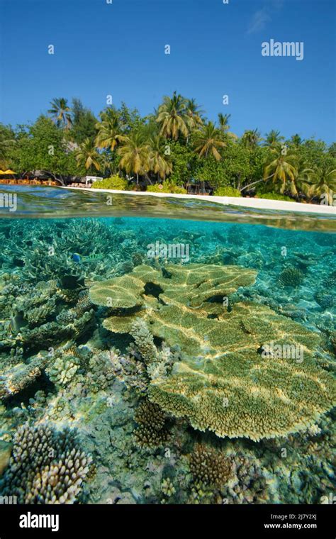 Split image, over under, coral reef in front of a maldivian island ...