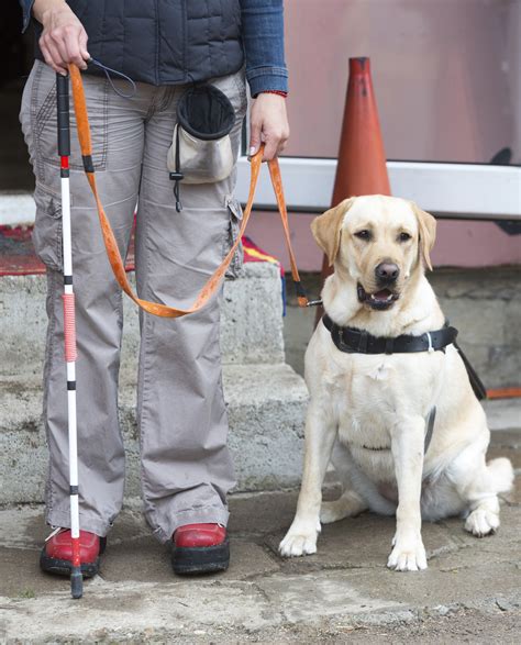 New guide dog rules coming into effect Monday - NEWS 1130