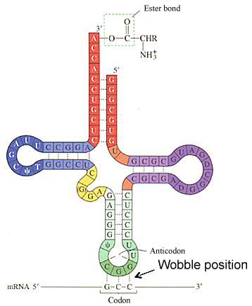 PROTEIN SYNTHESIS BASICS