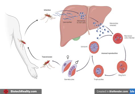 Malaria - Parasite, Vector and the ongoing battle against a silent killer