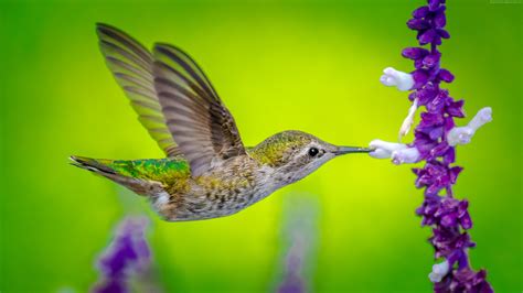 Wallpaper Hummingbird, bird, flower, 5k, Animals Wallpaper Download - High Resolution 4K Wallpaper