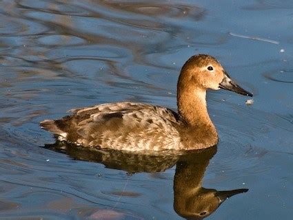 Canvasback, Identification, All About Birds - Cornell Lab of Ornithology