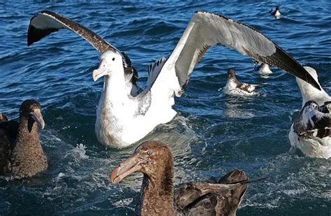 Wandering Albatross Facts - Wandering Albatross Habitat & Diet Facts