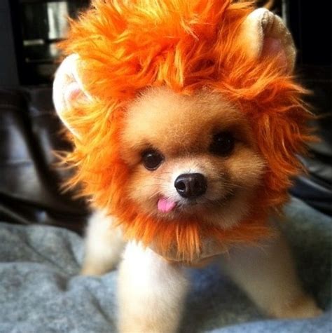 10 Costumes That Prove Pomeranians Always Win At Halloween