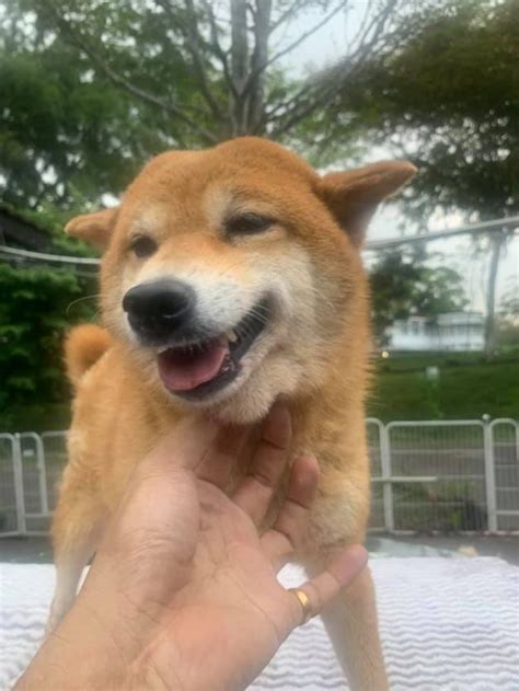 8 adorable Shiba Inu dogs are up for adoption for pet lovers, but has ...