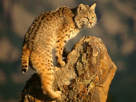 Wild Cats: The Bobcat – kimcampion.com