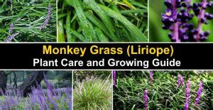 Monkey Grass (Liriope): Plant Care and Growing Guide