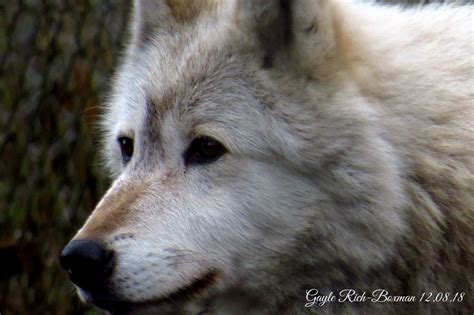 I headed to Wolf Haven International, in Tenino WA to visit the wolves and wolfdogs and coyotes ...