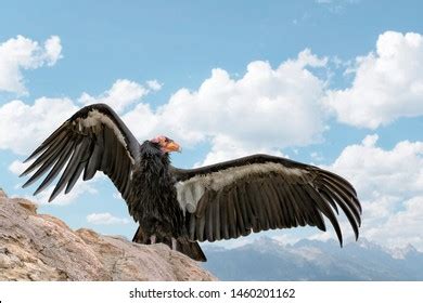 18,144 Condor Royalty-Free Photos and Stock Images | Shutterstock