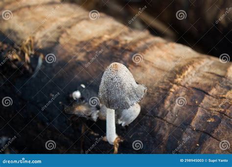 Coprinopsis Atramentaria is an Edible Mushroom Belonging To the Family Stock Image - Image of ...