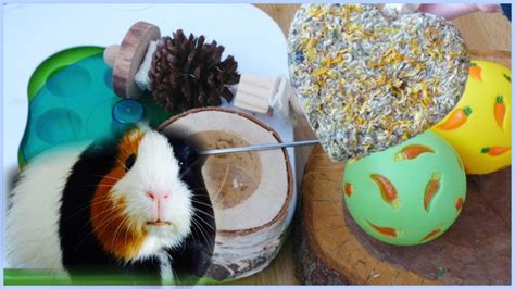 All of my Guinea Pigs' Chews & Toys - YouTube