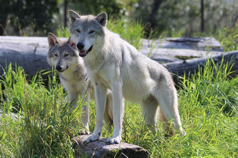 Alaska Wildlife Conservation Center - Girdwood Alaska