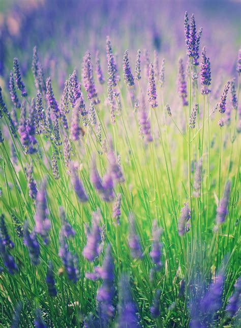 Lavender Flowers Blossoms Wildflowers Free Stock Photo - Public Domain ...