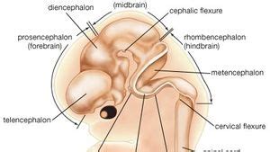 Epithalamus Diagram