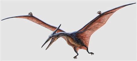 Pteranodon Pictures & Facts - The Dinosaur Database