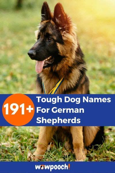 191+ Tough Dog Names For German Shepherds - WowPooch