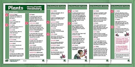 Plants KS2 Glossary | Plant Vocabulary Words | Twinkl