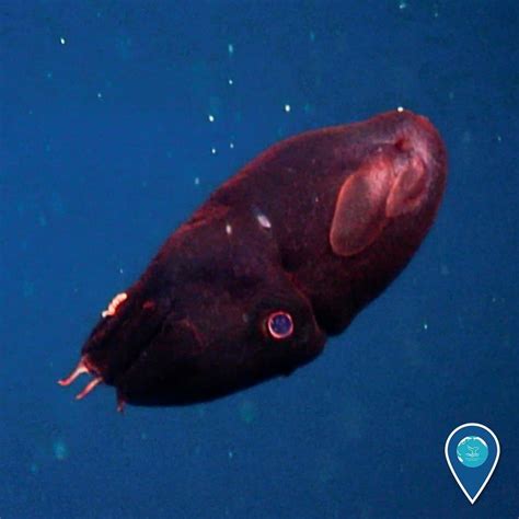 Vampire Squid - A-Z Animals