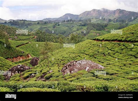 Tea Plantations, Kerala, India Stock Photo - Alamy