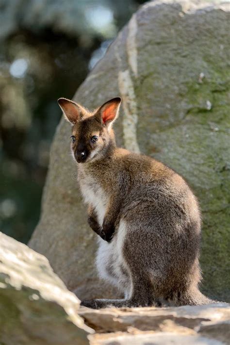 Closeup Of A Red-necked Wallaby Baby Stock Photo - Image of herbivore ...