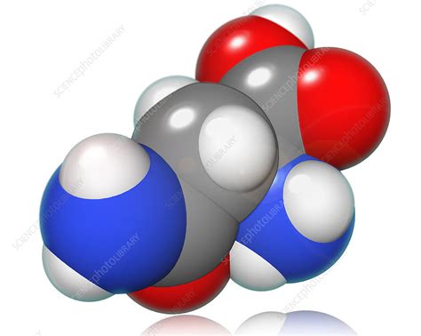 Asparagine - Stock Image - F031/5812 - Science Photo Library