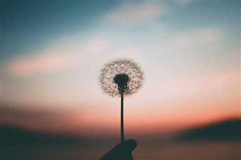 dandelion-sunset-plant-silhouette | Psicologos Retiro