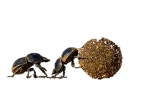 Dung Beetle PNG Transparent Dung Beetle.PNG Images. | PlusPNG