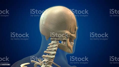 Human Skull Anatomy Medical Background Stock Photo - Download Image Now - Anatomy, Animal Body ...
