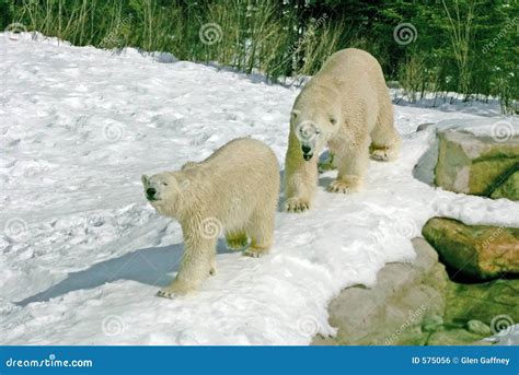 Mating polar bears stock photo. Image of carnivore, animal - 575056