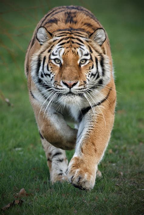 Why tigers don't attack — TC Wildlife Photography