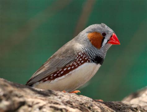 Des couples d'oiseaux discutent pour se répartir les tâches ménagères