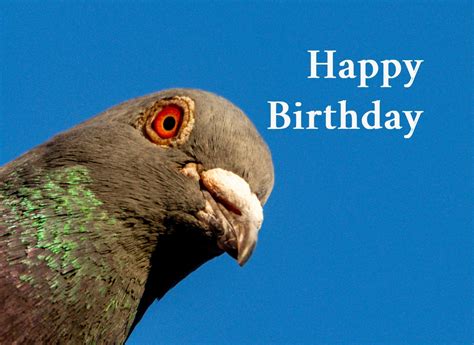 Pigeon Birthday Card - Etsy