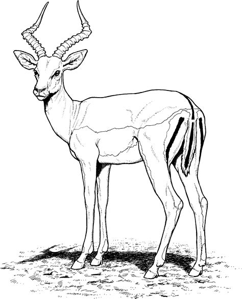 impala Colouring Pages